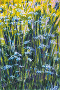 The Wetlands